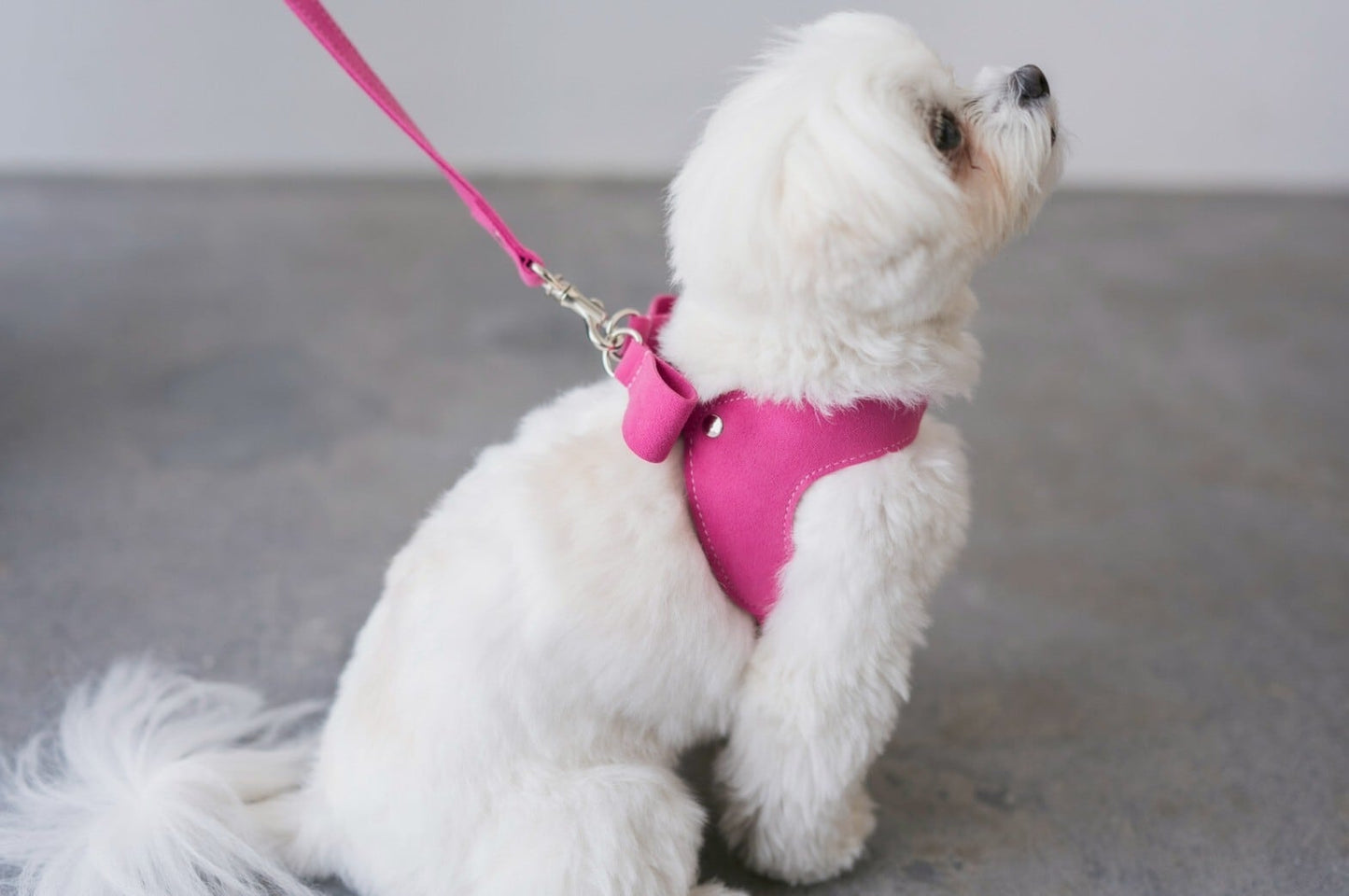 Ribbon Harness & Leash Set | Raspberry