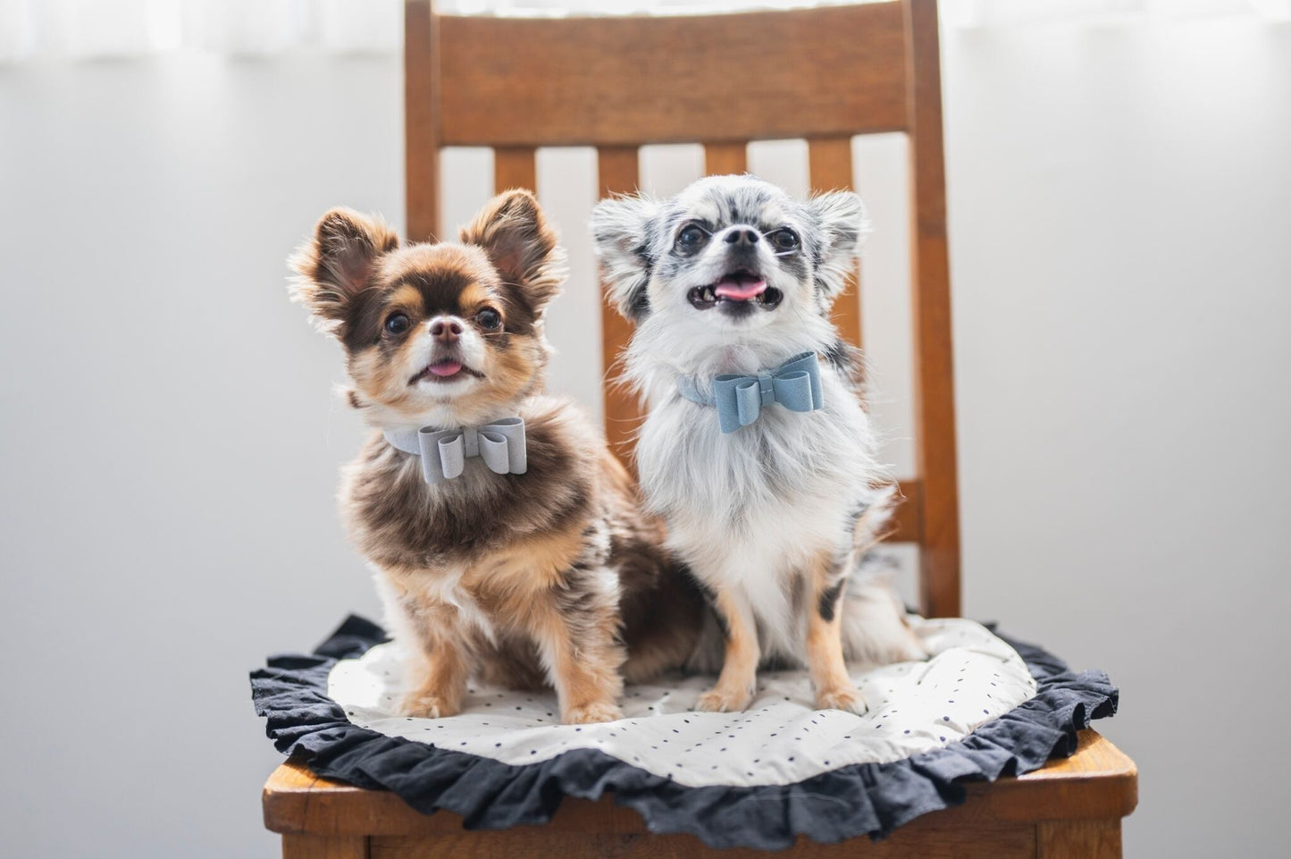 The Blue Bow Tie Collar | Soft Eco-Suede