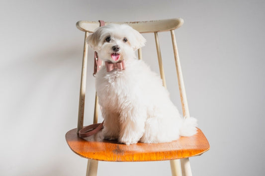 The Pink Bow Tie Collar | Soft Eco-Suede
