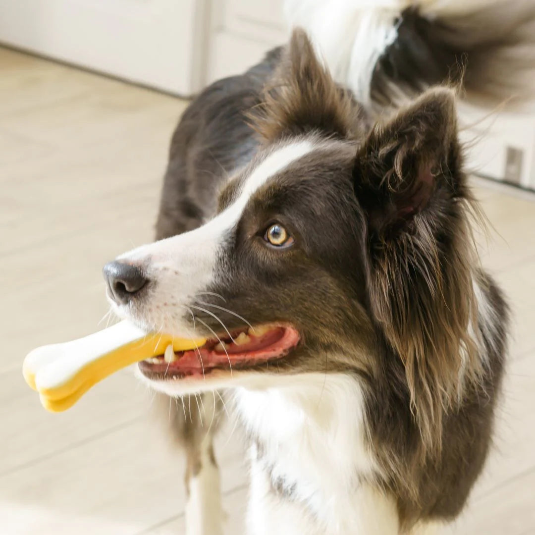 Happy Chew Bone