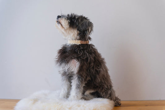 Beige Tweed & Eco-Suede Dog Collar | Pearl Charm