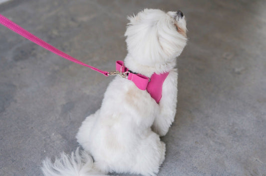 Ribbon Harness & Leash Set | Raspberry