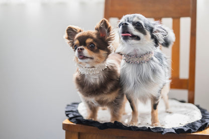 Black Tweed & Eco-Suede Dog Collar | Pearl Charm