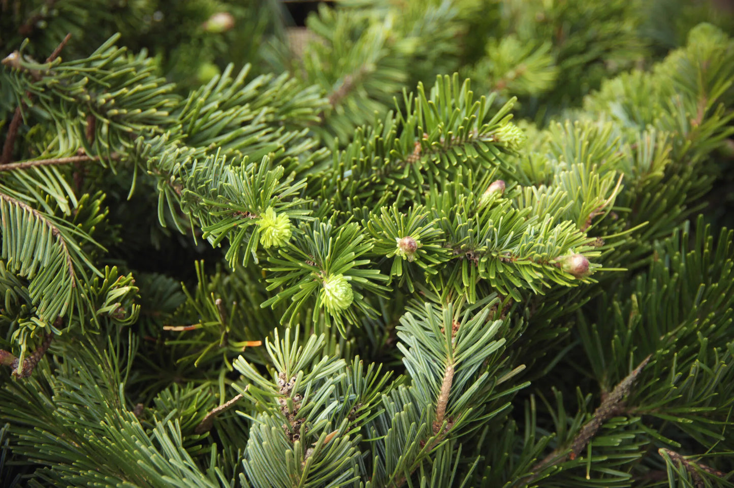 Essential Oil - Hokkaido Fir