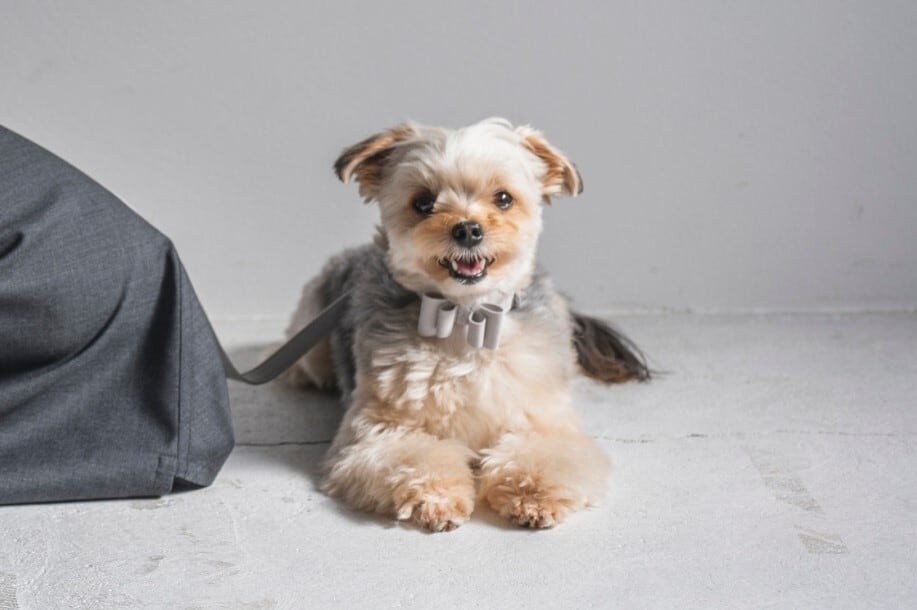 Light Gray Bow Tie Collar | Soft Eco-Suede
