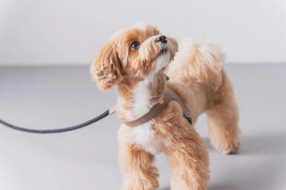 Ribbon Leather Harness - greige