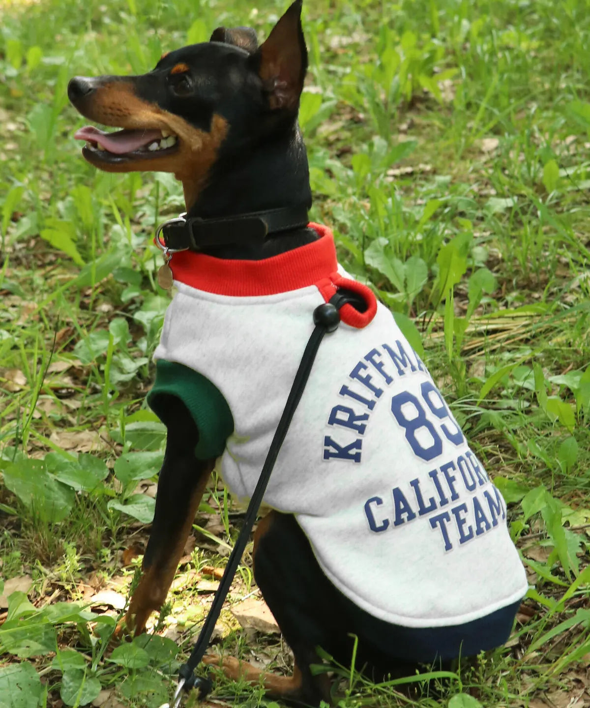 Dog Logo Sweatshirt Crew – Multi-Color