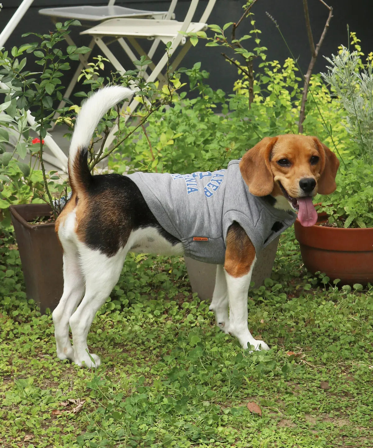 Dog Logo Sweatshirt Crew – Gray