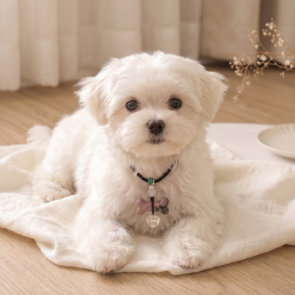 Amethyst Collar Charm
