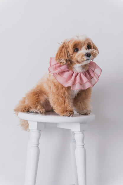 Chiffon Ruffle Pet Scrunchie | Pink