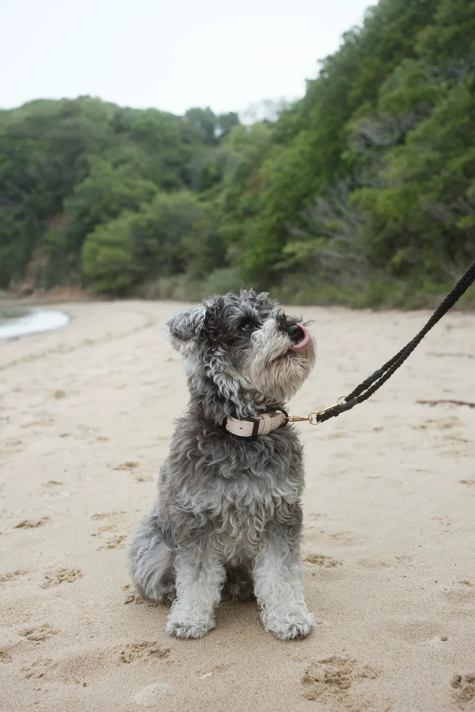 Ethical Leather Collar